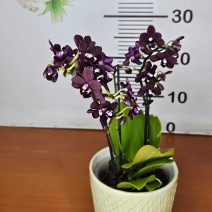 Phalaenopsis Black bird