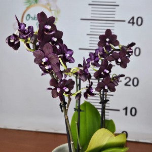 Phalaenopsis Black bird