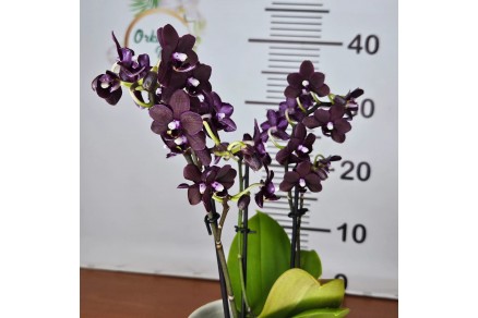 Phalaenopsis Black Bird: Egzotik G&uuml;zelliğin İncisi
