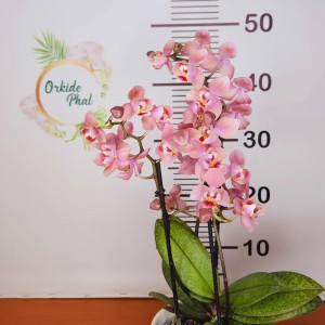 Phalaenopsis fragrand  oderion