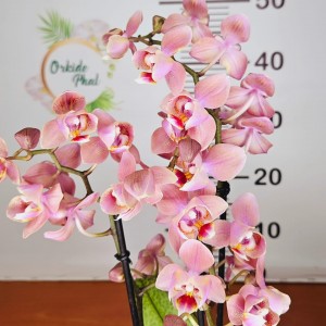 Phalaenopsis fragrand  oderion