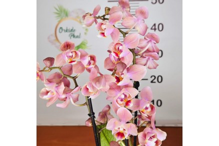Phalaenopsis fragrantissima: Egzotik G&uuml;zelliğin İncisi