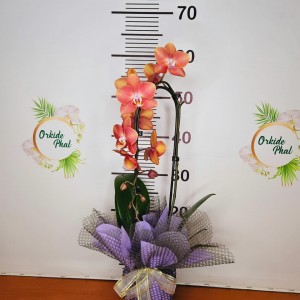 Phalaenopsis horizon