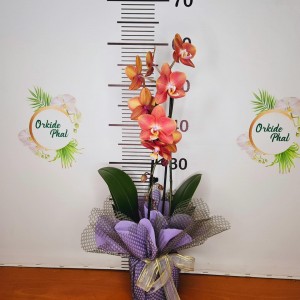 Phalaenopsis horizon