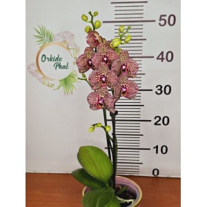 Phalaenopsis i-hsin leopard