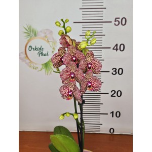Phalaenopsis i-hsin leopard