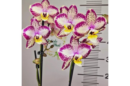 Phalaenopsis Long Pride Flash: Doğanın B&uuml;y&uuml;leyici Yansımaları