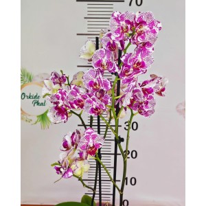 Phalaenopsis ov.ox madonna