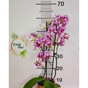 Phalaenopsis ov.ox madonna