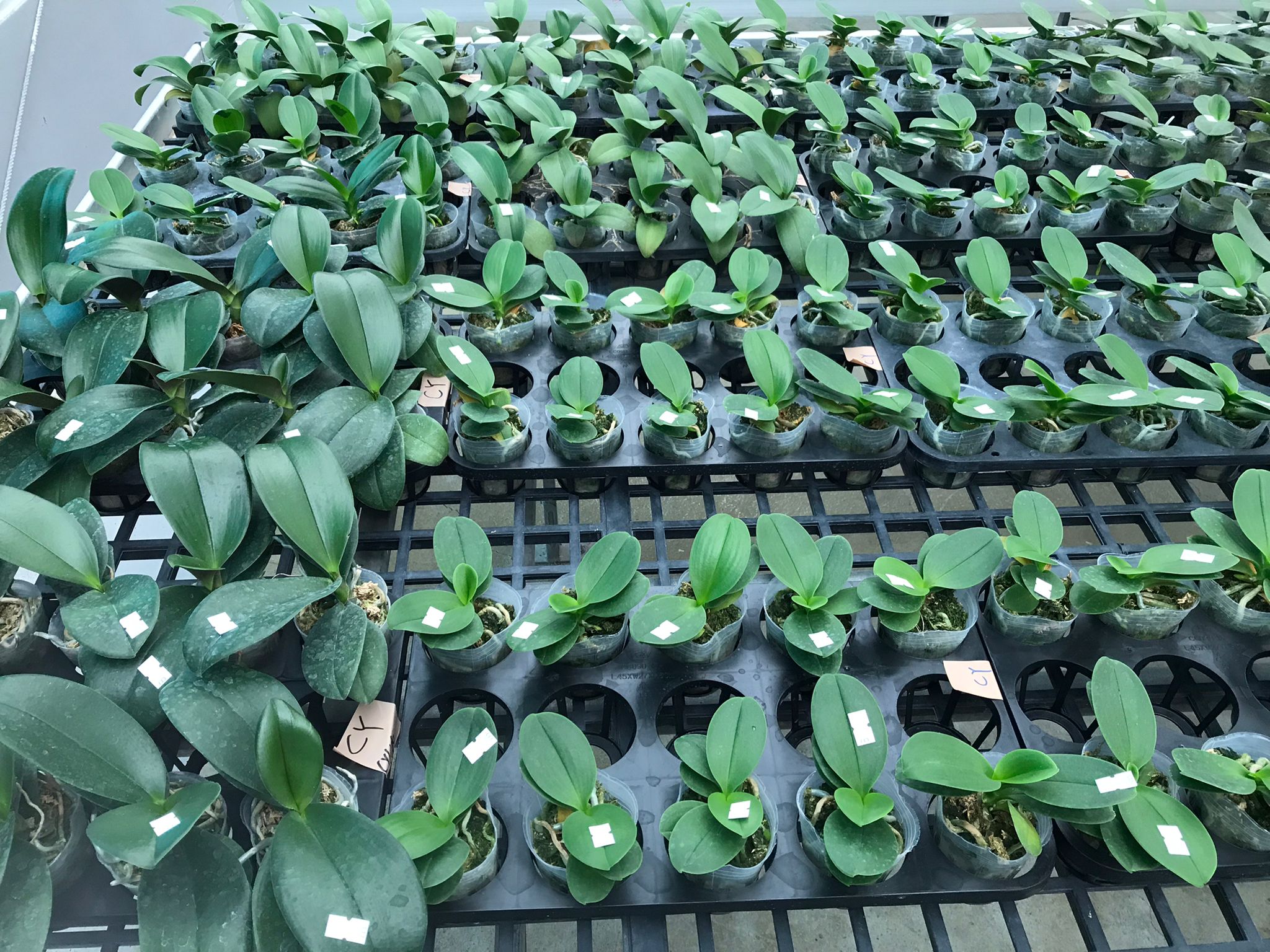 Asyalı Türler (fide halinde)