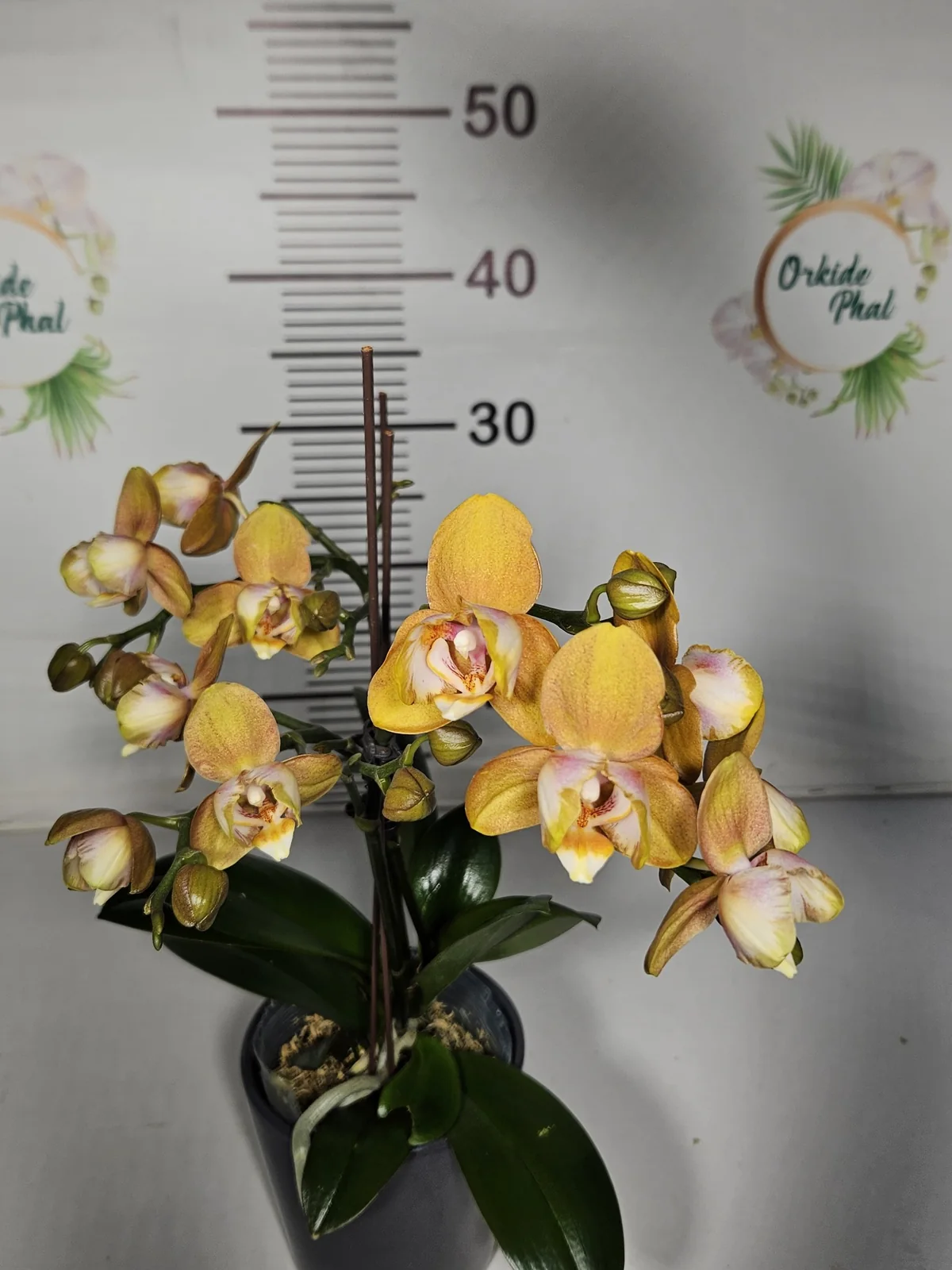 Altın Bal Rengi Multiflora Phalaenopsis – Çok Dallı