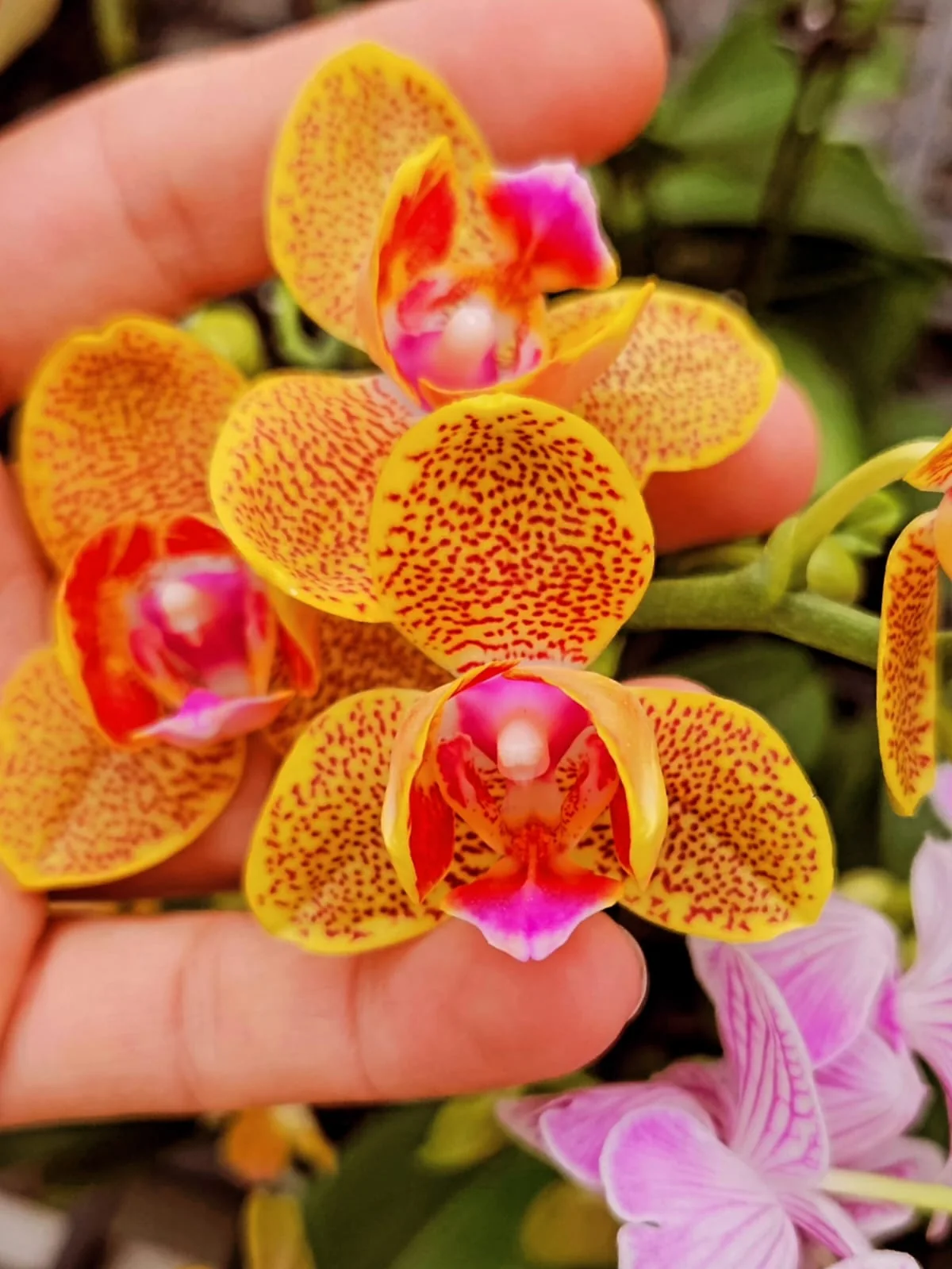 Altın Sarı Kırmızı Benekli Mini Phalaenopsis