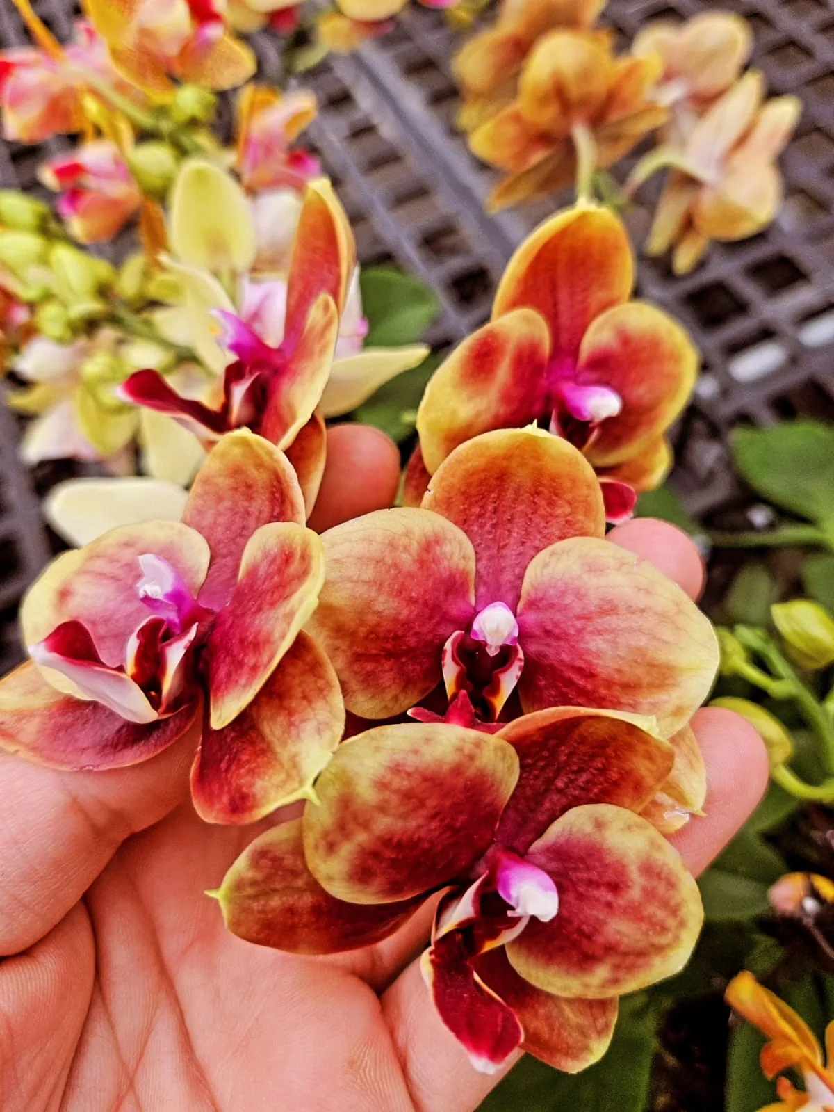 Bakır Bordo Blush Mini Phalaenopsis – Sonbahar Seri