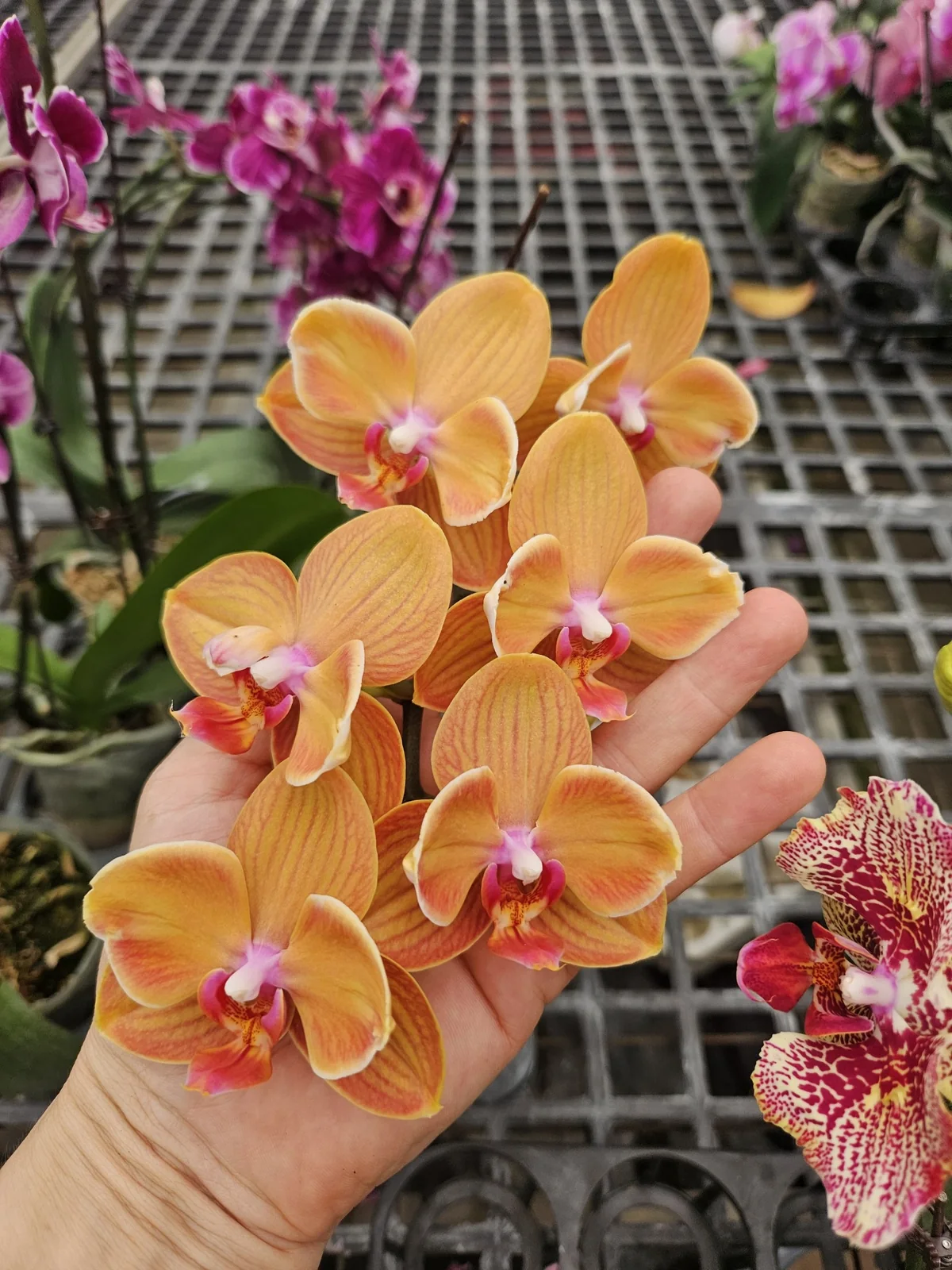 Bakır Turuncu Phalaenopsis – Sıcak Ton Seri