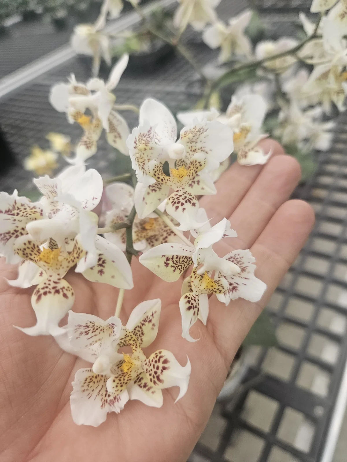 Beyaz Bordo Benekli Yıldız Mini Phalaenopsis