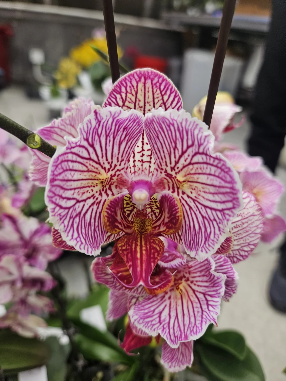 Beyaz Fuşya İnce Zebra Phalaenopsis – Premium