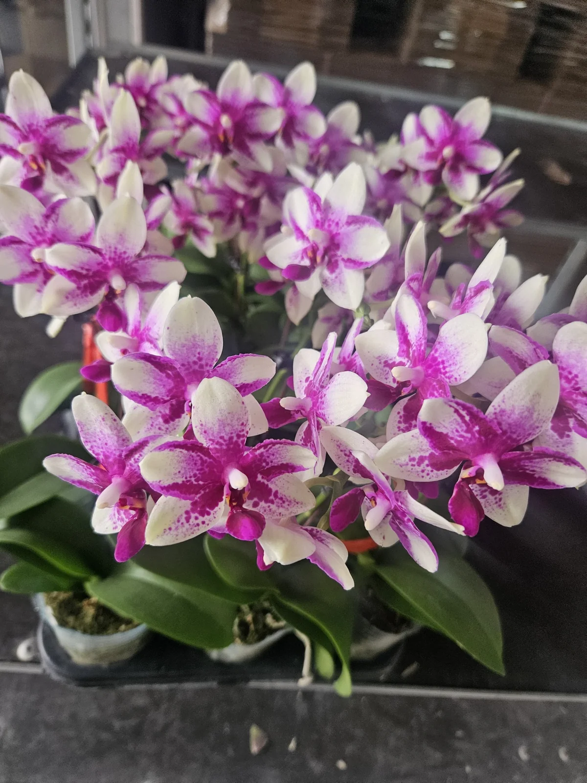 Beyaz Fuşya Mini Multiflora Phalaenopsis – Bol Çiçekli