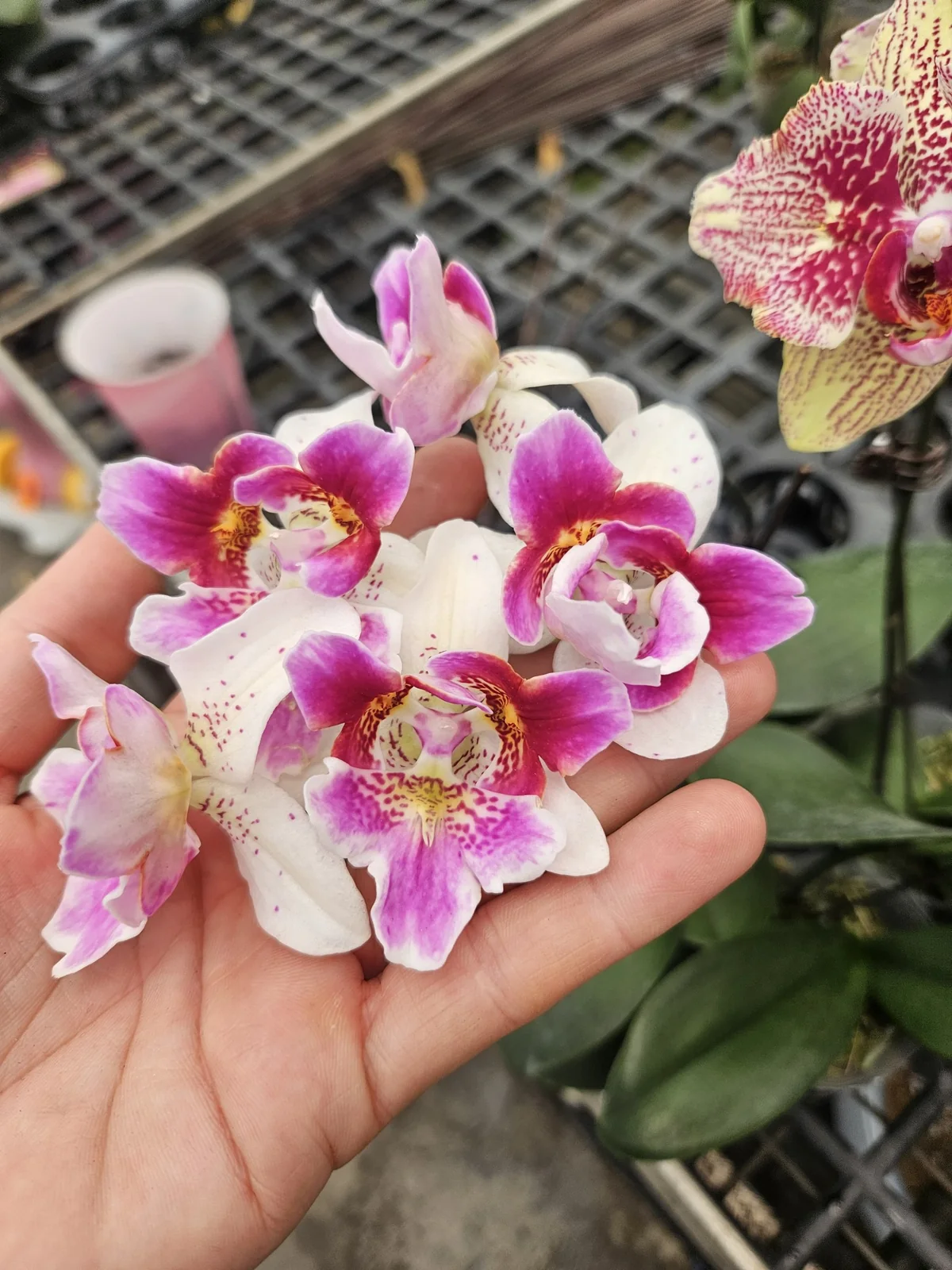 Beyaz Fuşya Özel Form Phalaenopsis – Koleksiyon Seri
