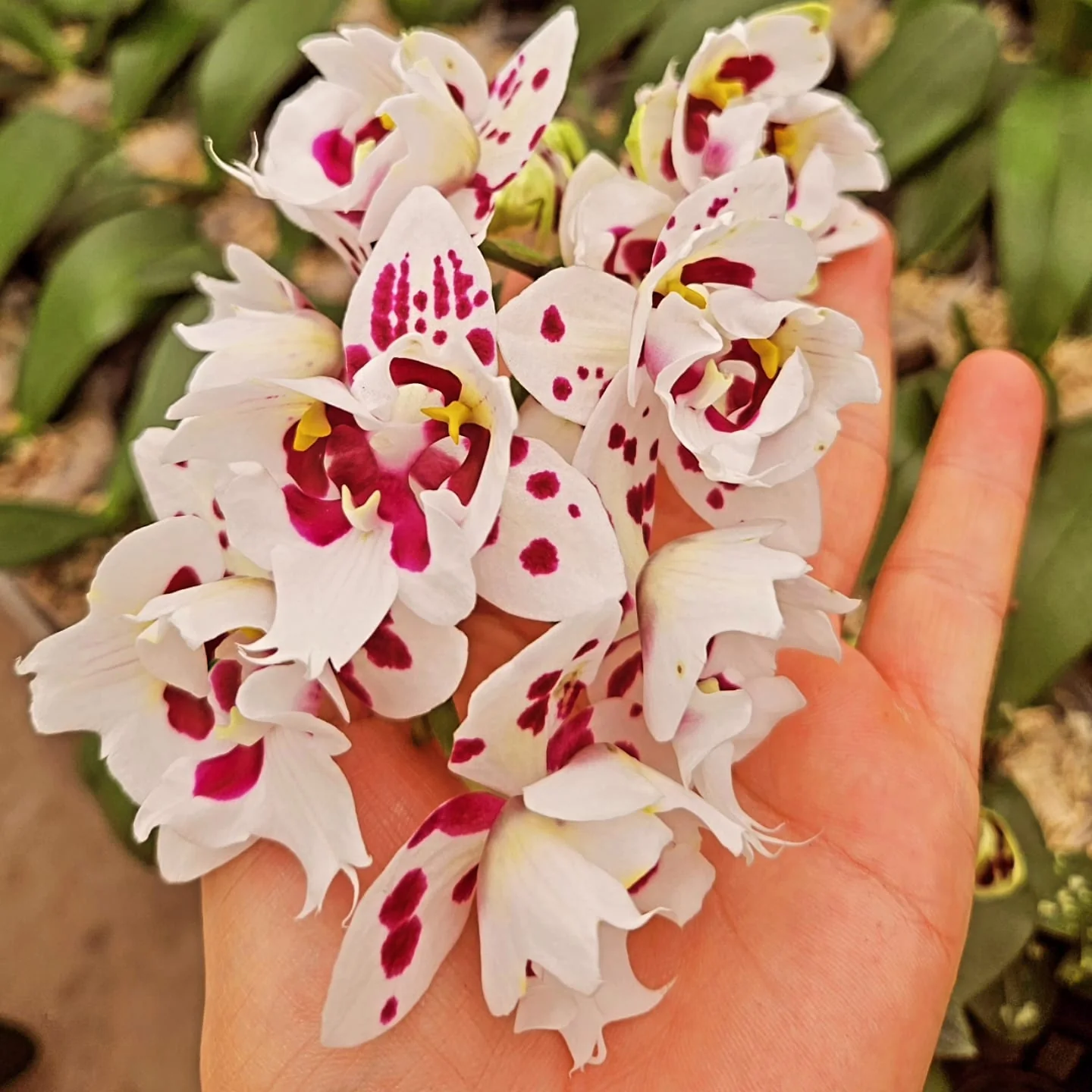 Beyaz Fuşya Puantiyeli Özel Form Phalaenopsis