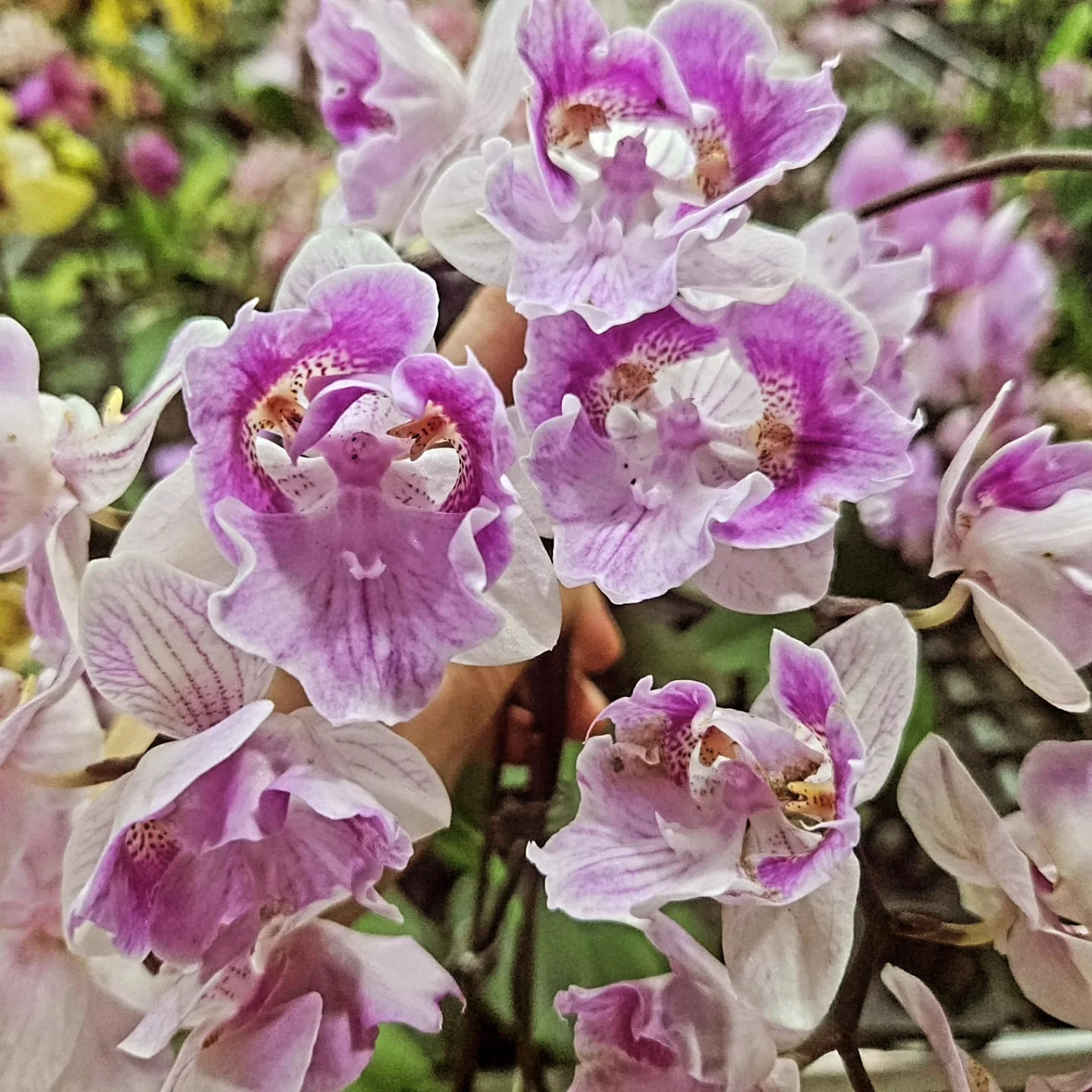 Beyaz Lila Dantel Özel Form Phalaenopsis – Premium