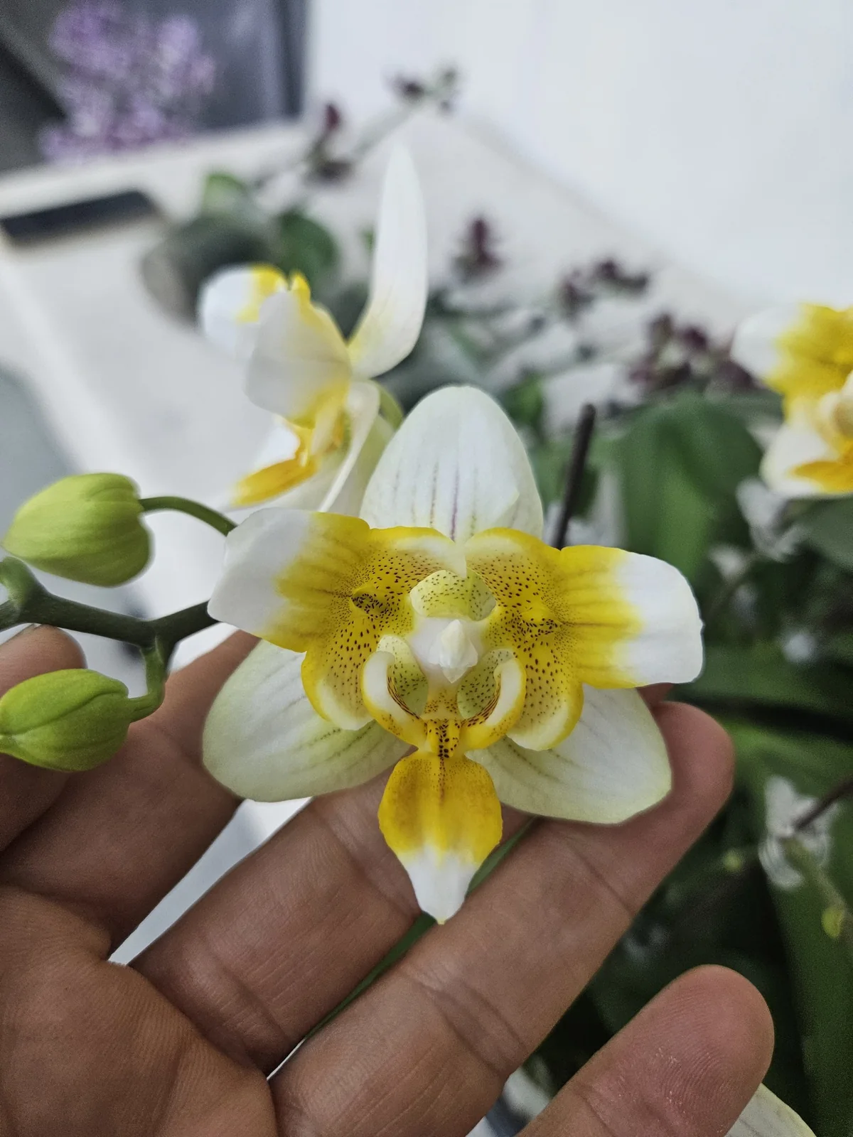 Beyaz Limon Sarı Merkezli Phalaenopsis – Zarif Seri