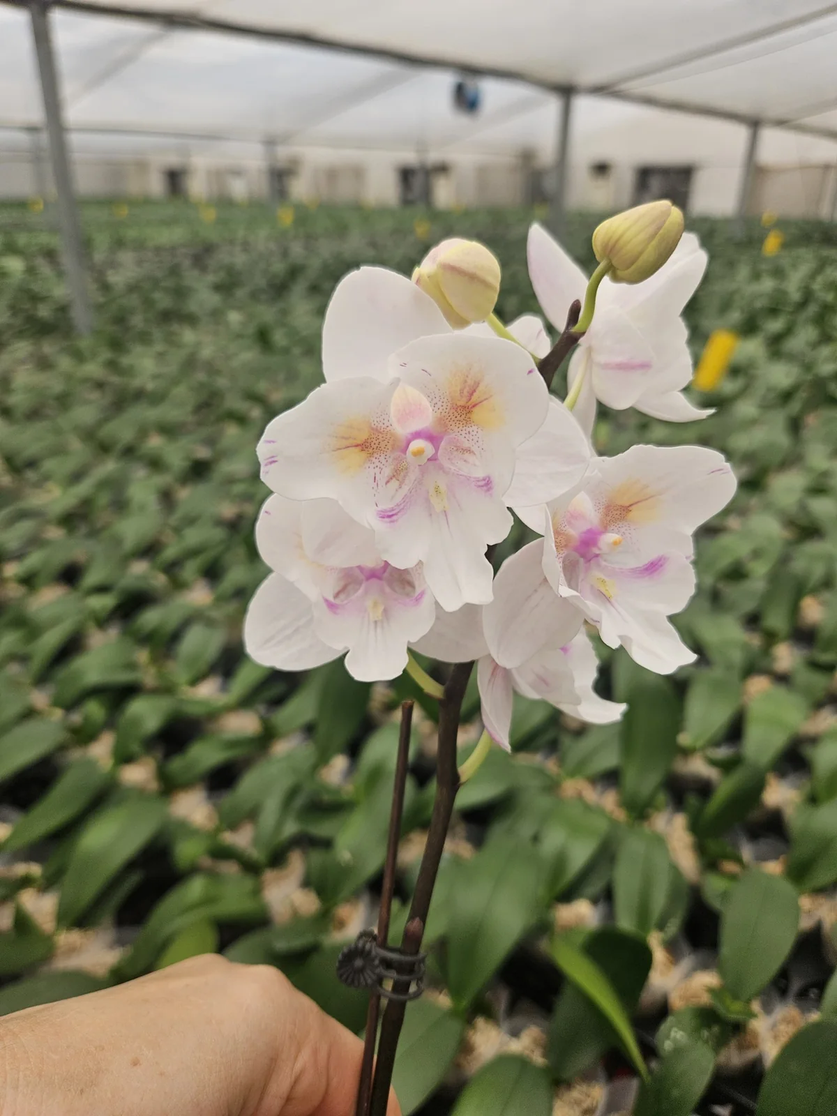 Beyaz Pudra Pembe Phalaenopsis – Zarif Seri