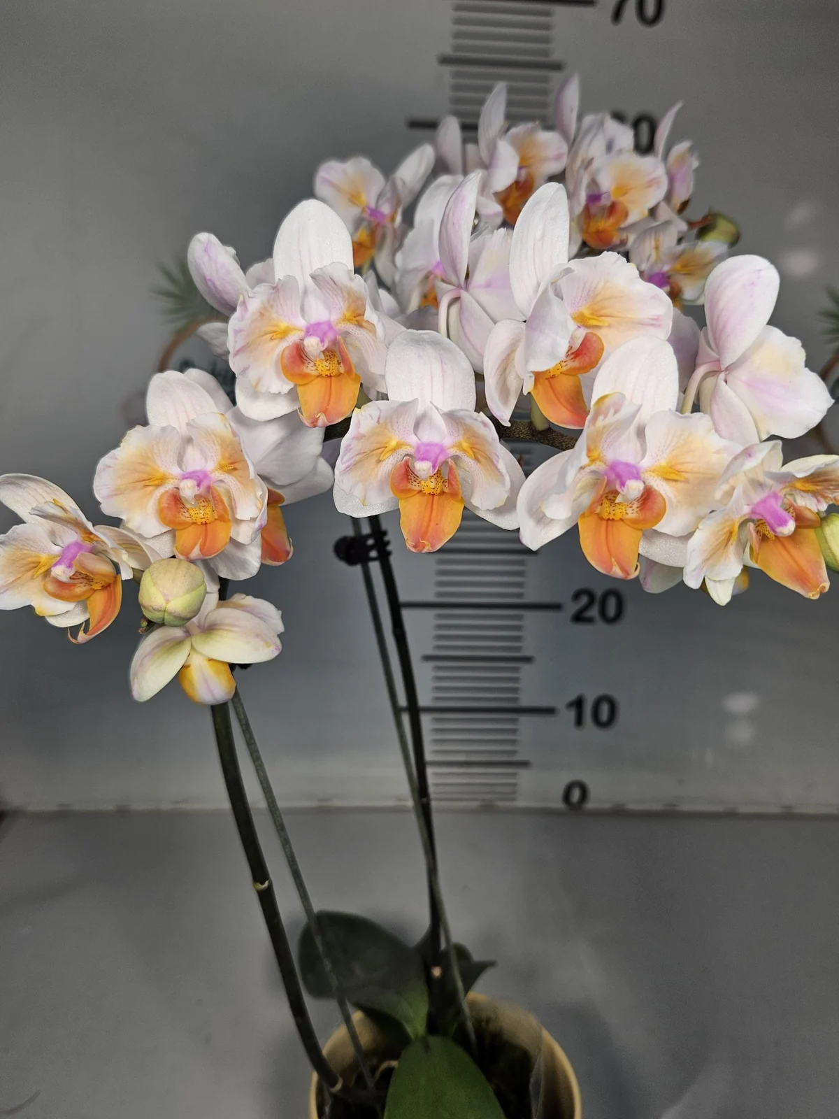 Beyaz Turuncu Multiflora Phalaenopsis – Bol Çiçekli
