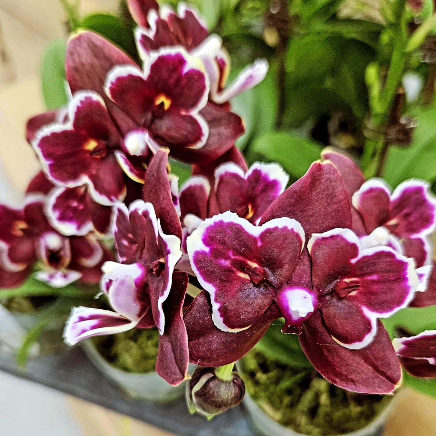 Bordo Beyaz Çerçeveli Mini Phalaenopsis – Velvet Seri