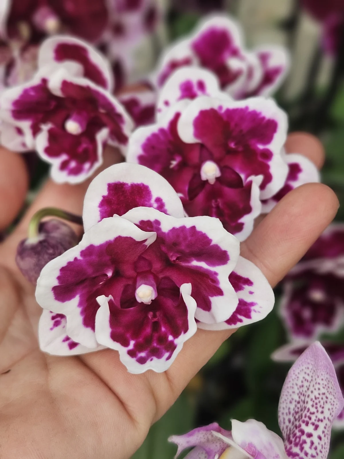 Bordo Beyaz Kontrast Phalaenopsis – Özel Seri