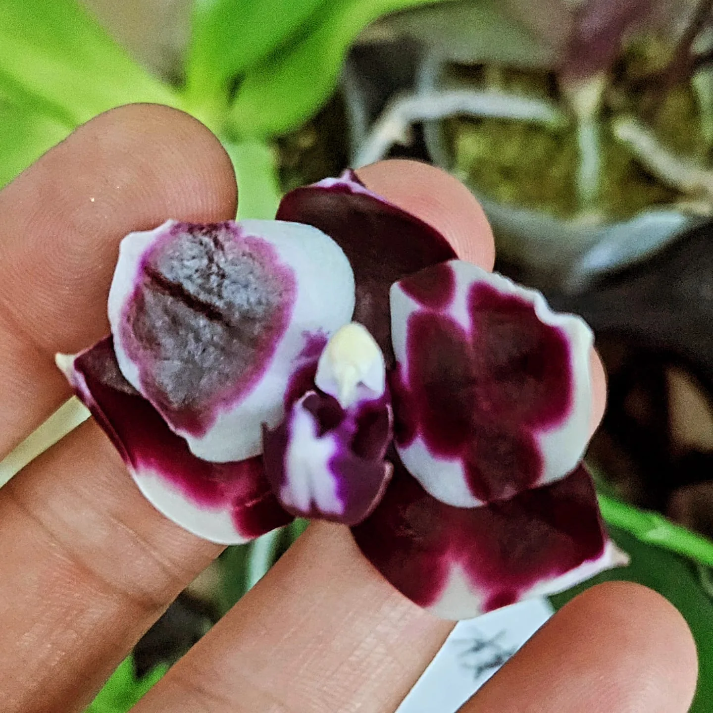 Bordo Beyaz Mozaik Mini Phalaenopsis – Kontrast Seri