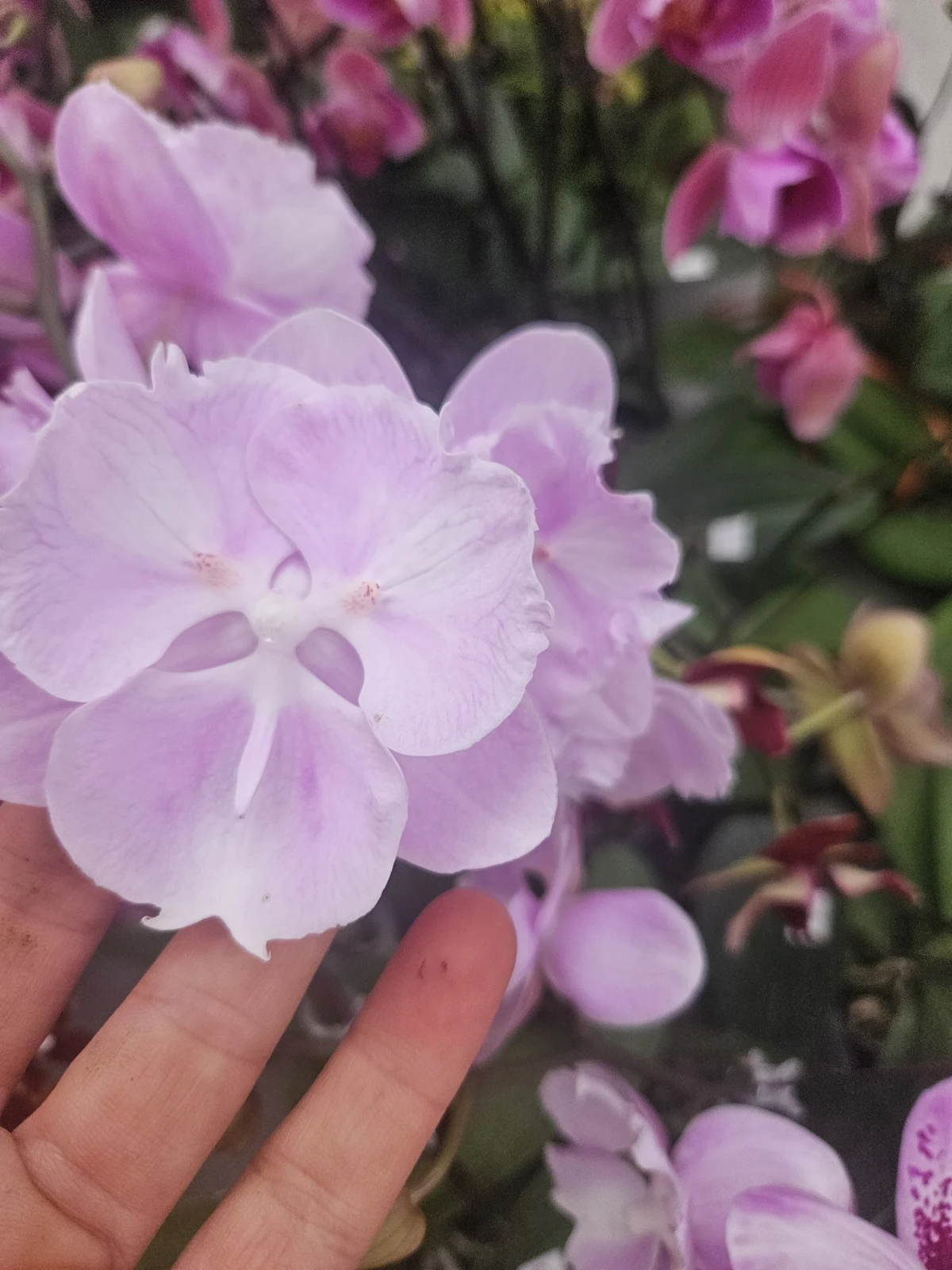 Buz Lila Zarif Phalaenopsis – Soft Seri