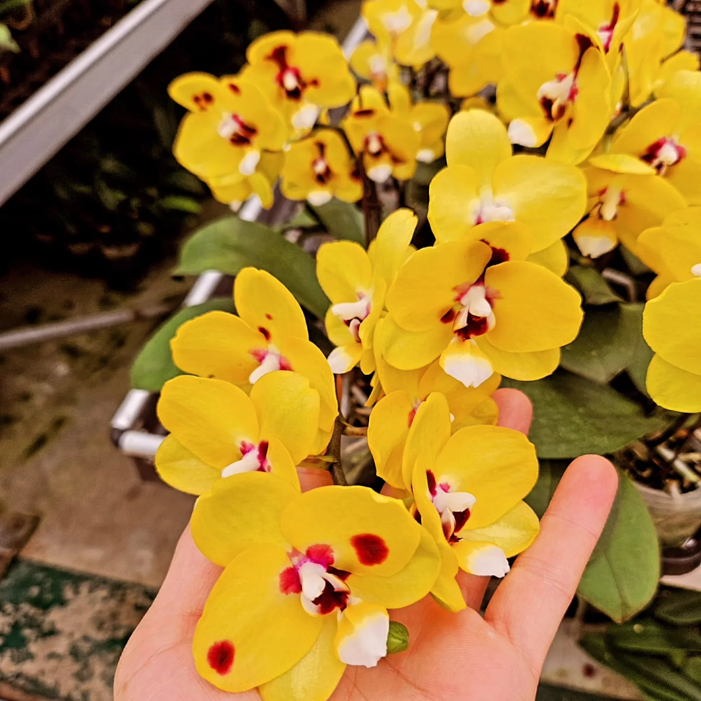 Canlı Sarı Bordo Noktalı Phalaenopsis – Güneş Seri