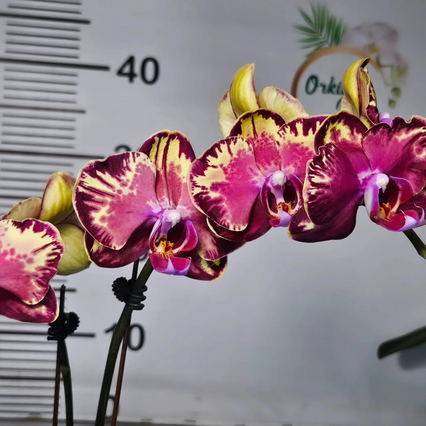 Fuşya Krem Alev Bordürlü Phalaenopsis – Premium