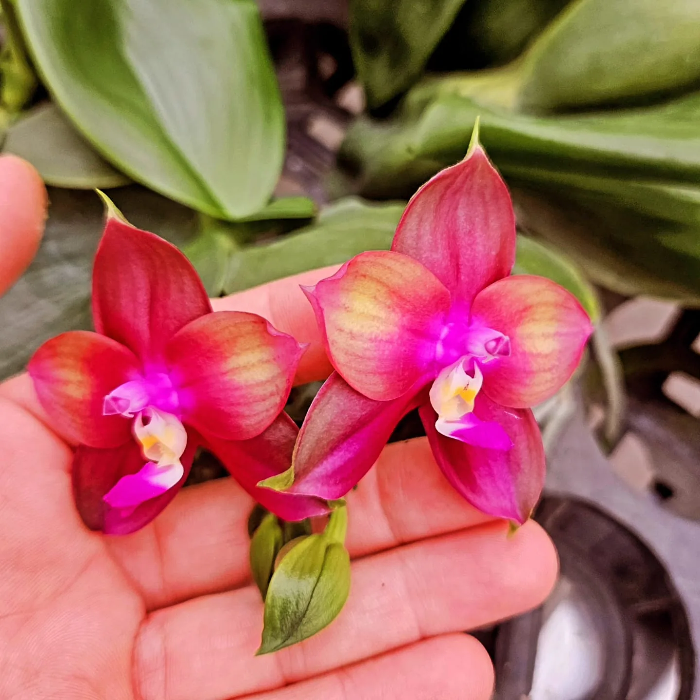 Fuşya Mercan Mini Phalaenopsis – Parlak Seri