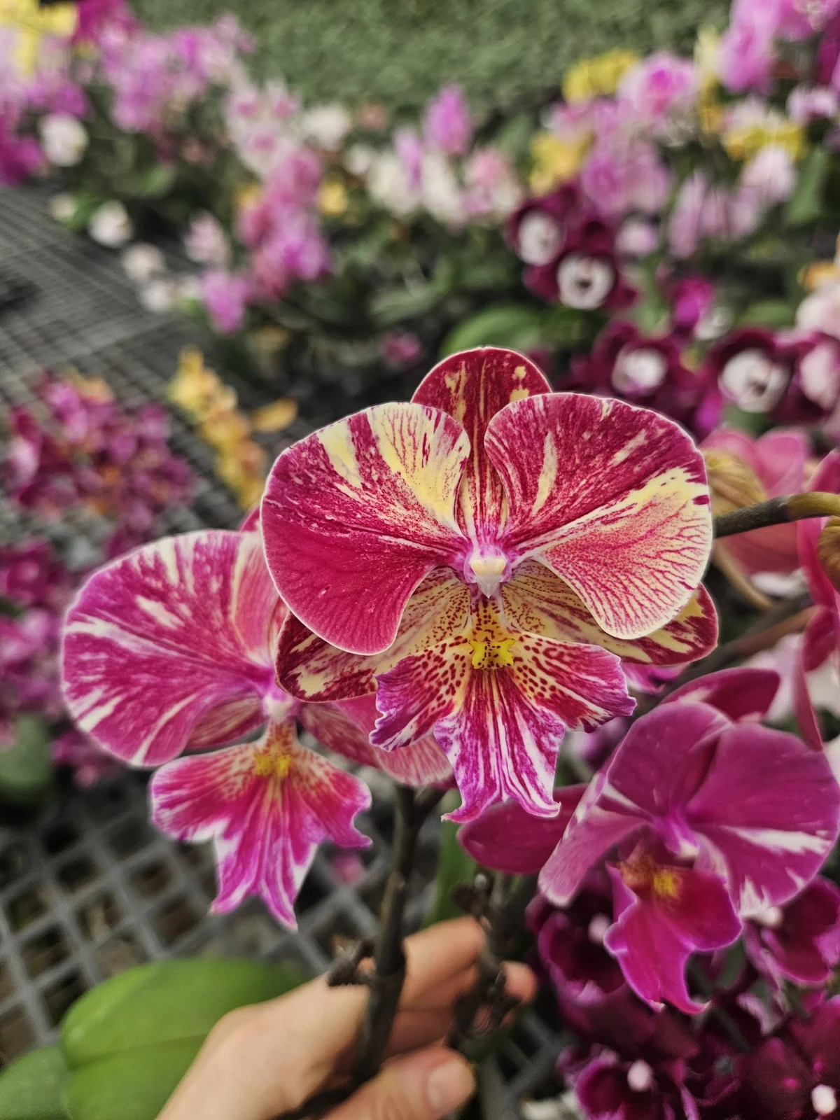 Fuşya Sarı Çizgili Phalaenopsis – Harlequin