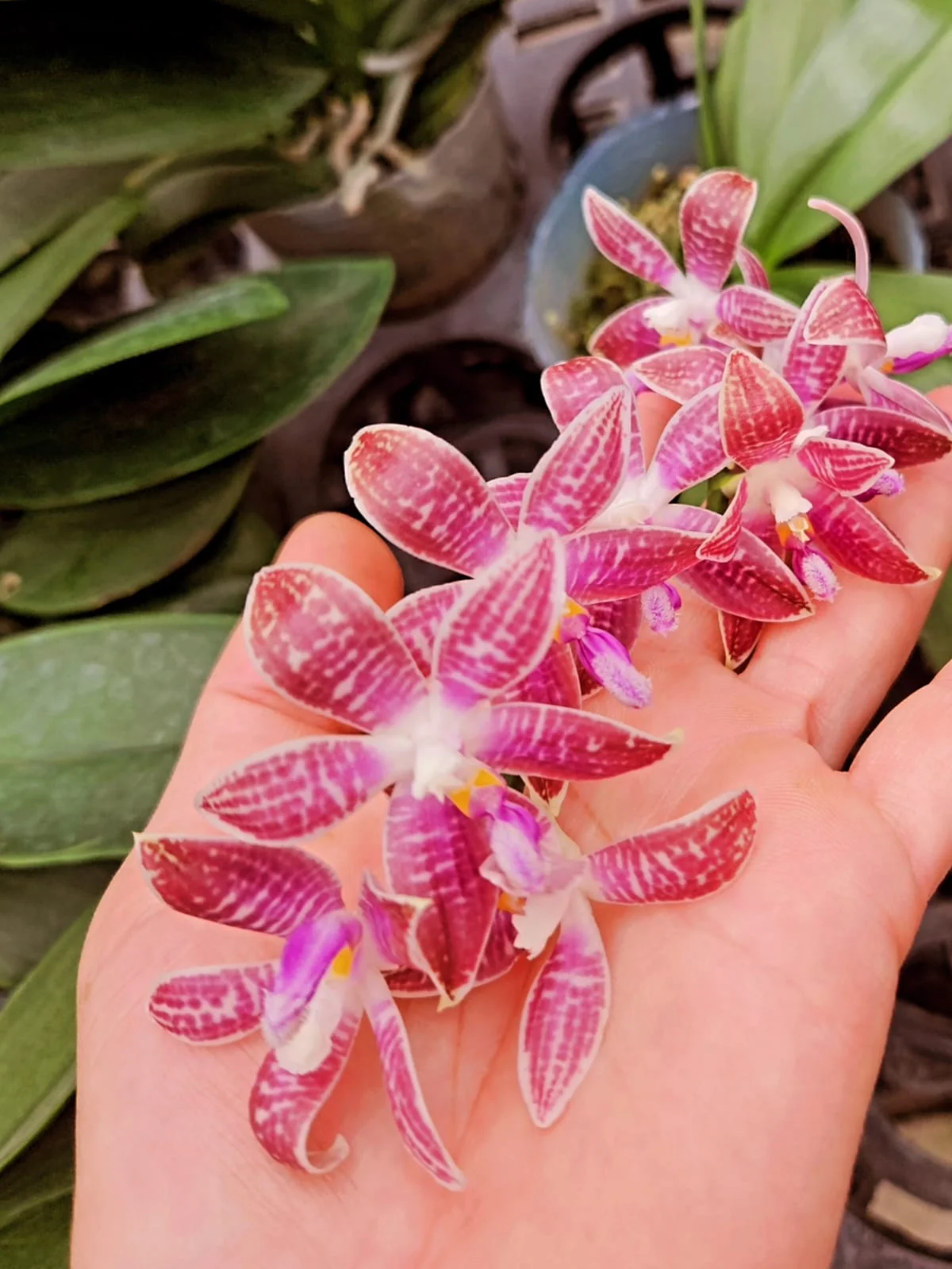Fuşya Zebra Mini Phalaenopsis – Yıldız Form