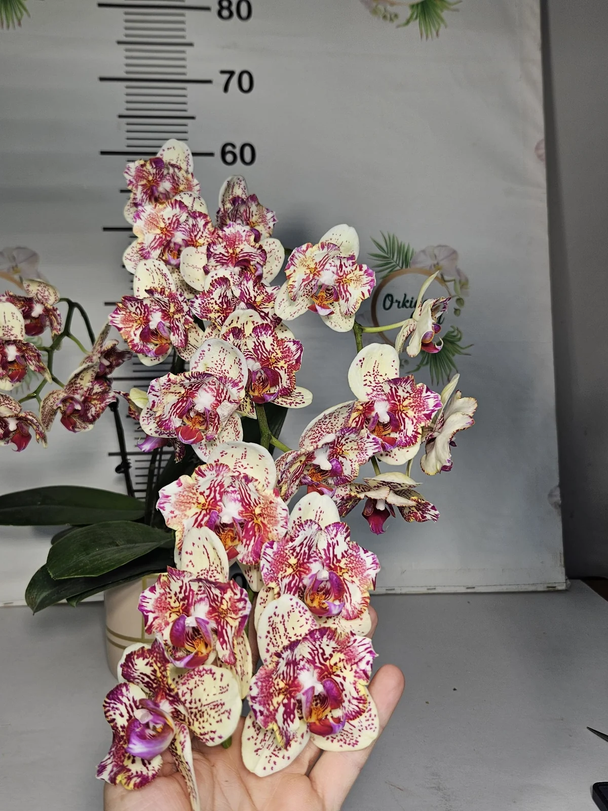 Krem Bordo Harlequin Phalaenopsis – Çok Dallı