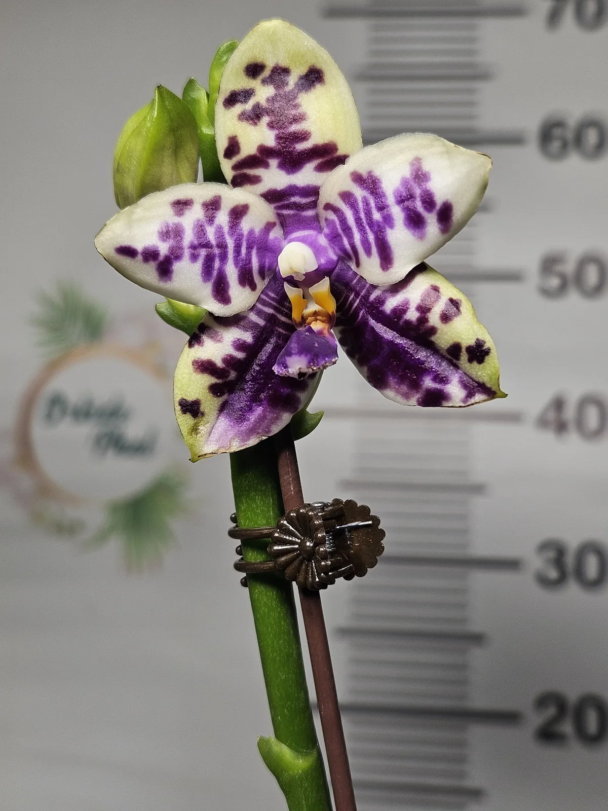 Krem Mor Zebra Phalaenopsis – Koleksiyon Seri