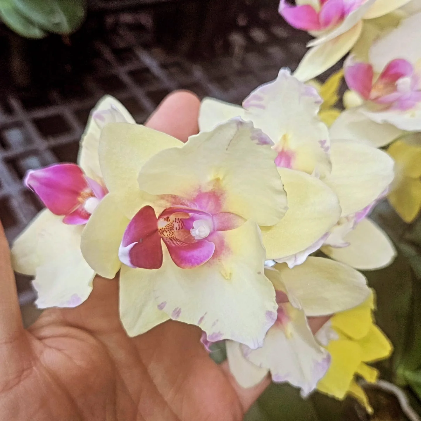 Krem Pembe Blush Phalaenopsis – Geniş Çiçekli