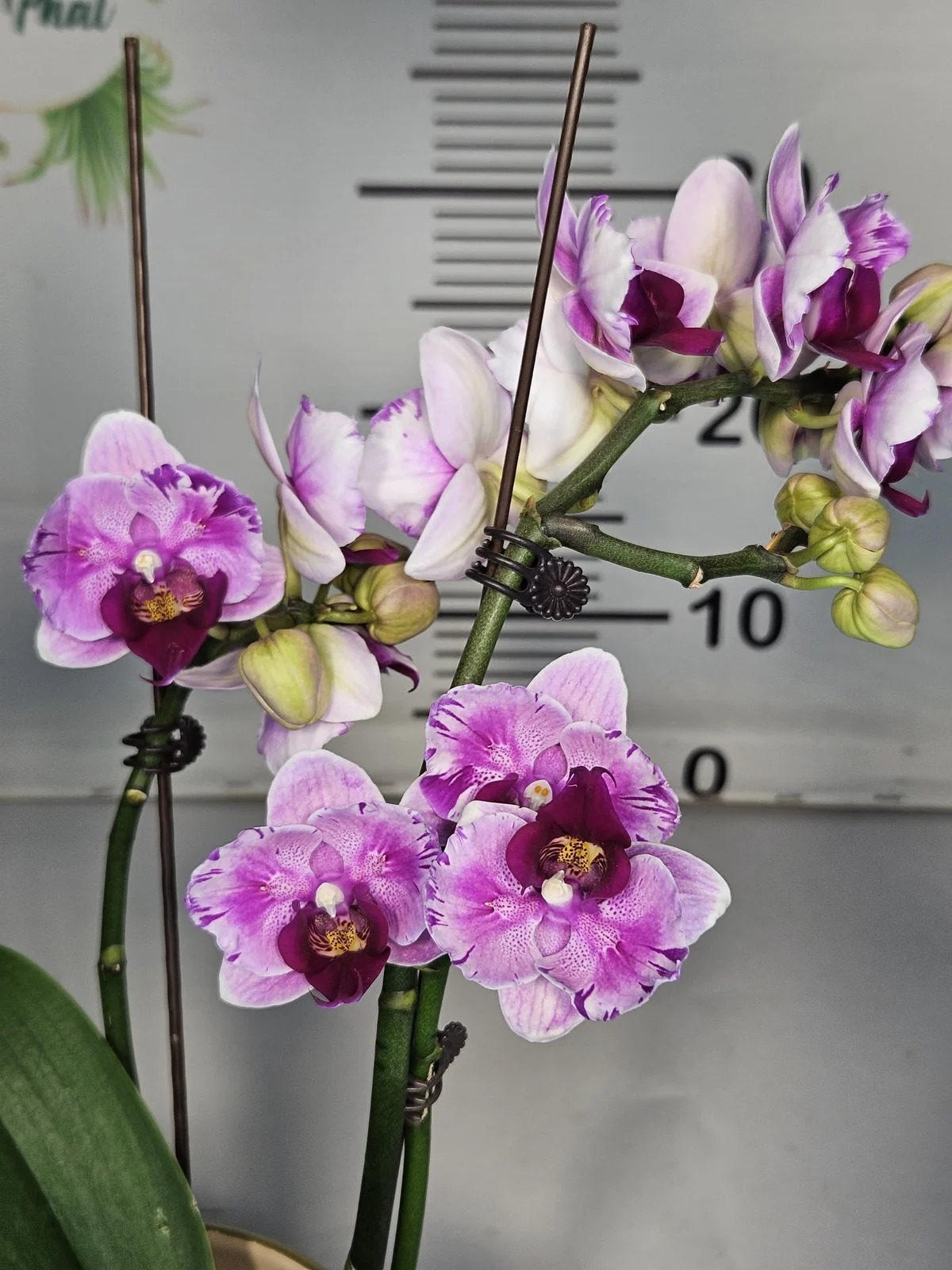 Lila Bordo Dudaklı Phalaenopsis – Çift Dallı