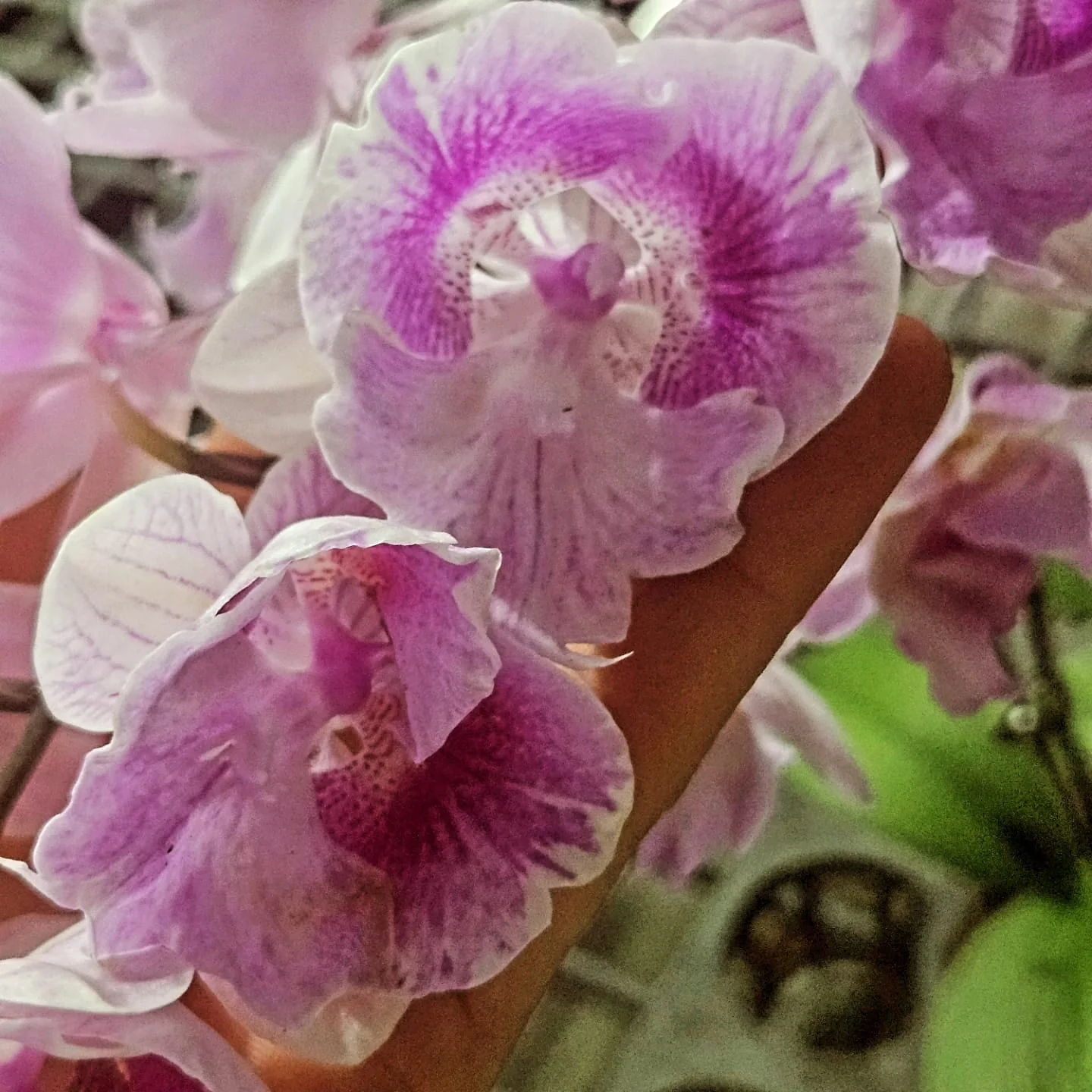 Lila Dantel Özel Form Phalaenopsis – Koleksiyon