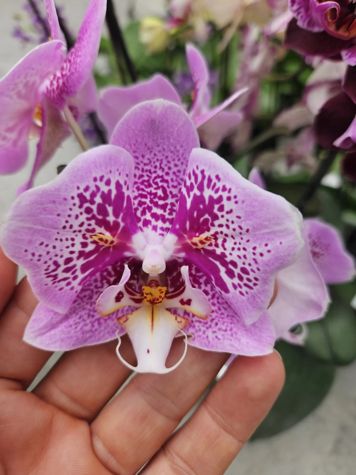 Lila Fuşya Kelebek Desenli Phalaenopsis – Premium