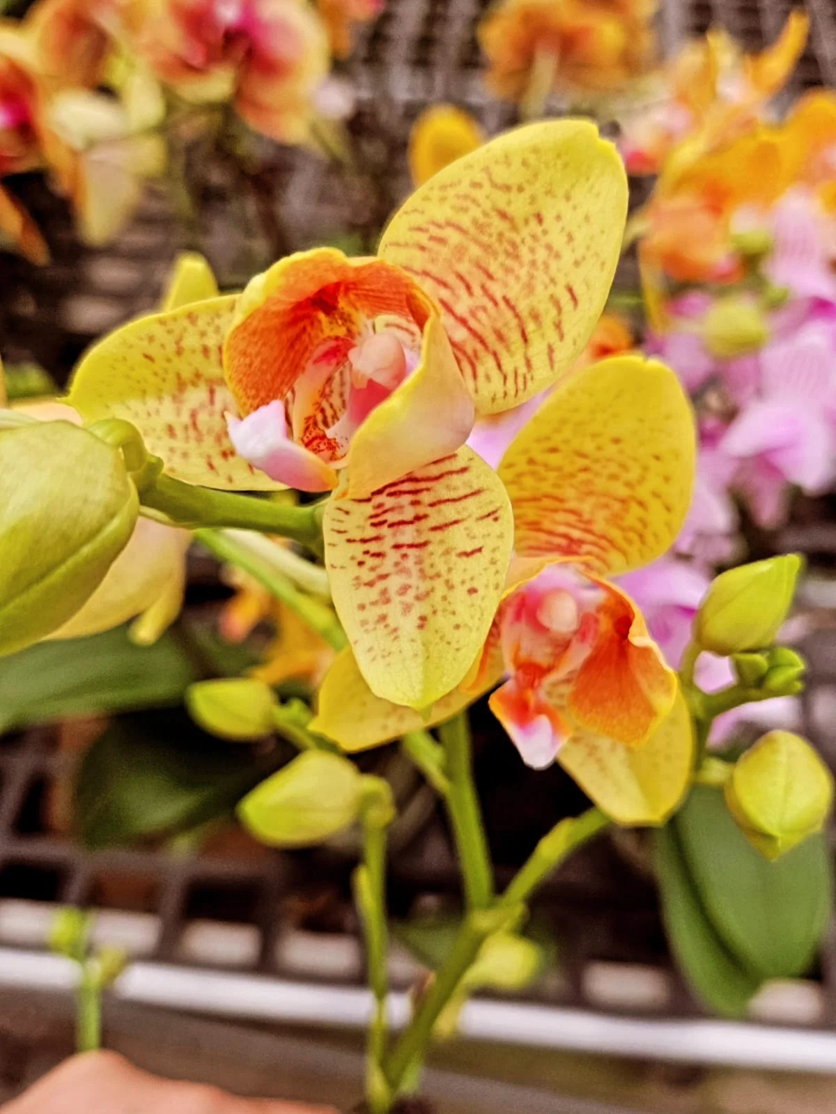 Limon Sarı Turuncu Çizgili Phalaenopsis – Özel Seri