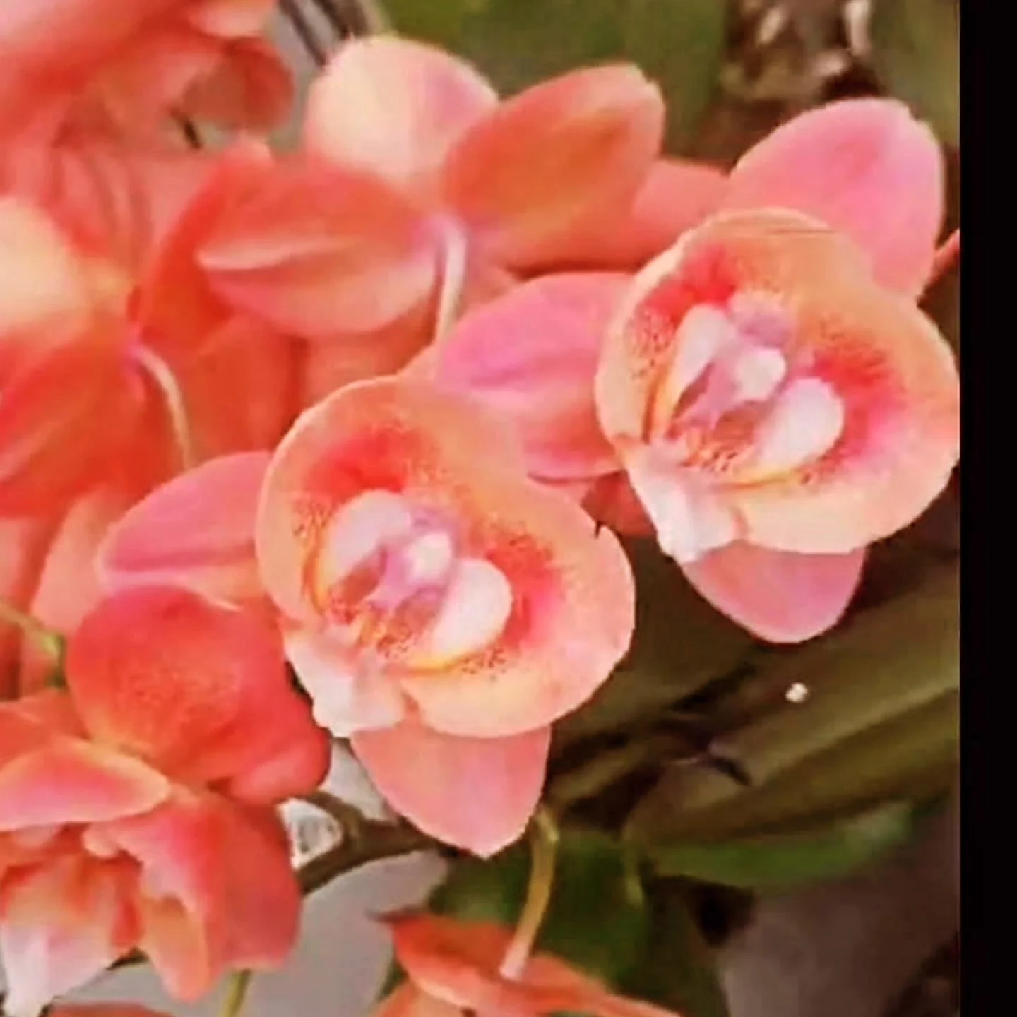 Mercan Pembe Phalaenopsis – Özel Seri