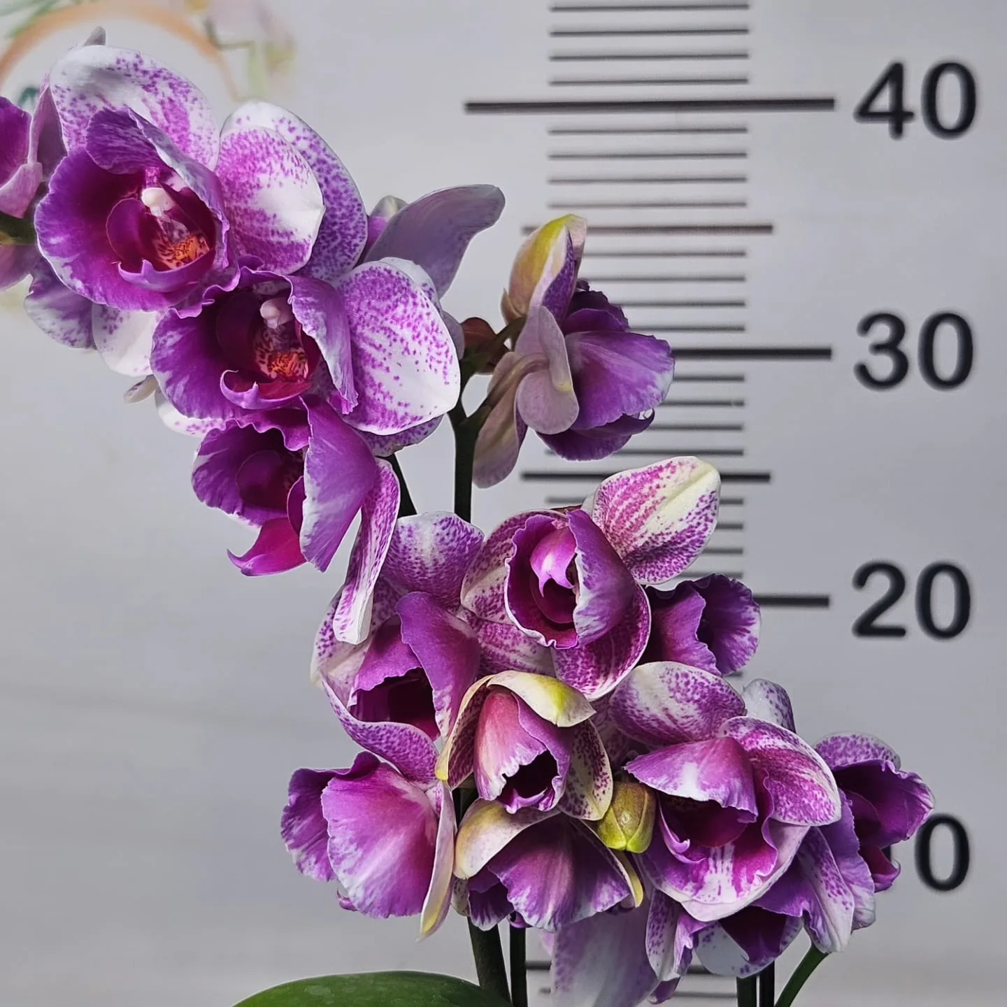 Mor Beyaz Benekli Cup Form Phalaenopsis – Premium