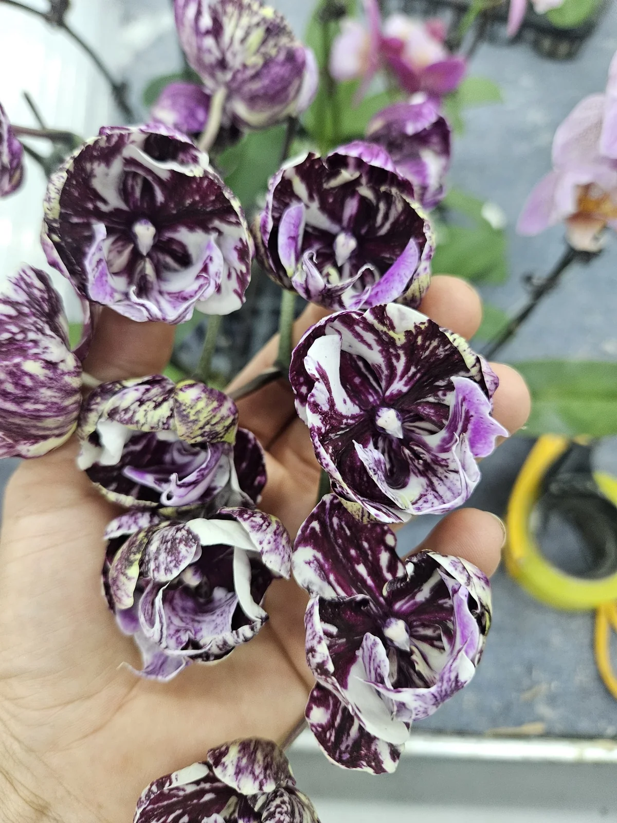 Mor Beyaz Mermer Lale Form Phalaenopsis – Koleksiyon Seri