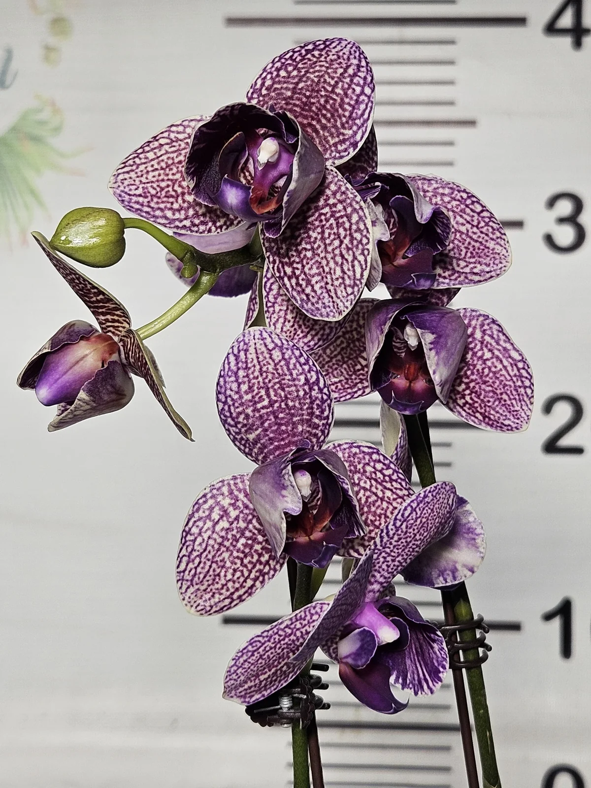 Mor File Desenli Phalaenopsis – Özel Seri