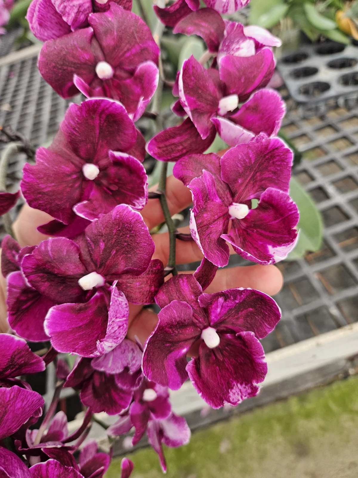 Mor Multiflora Phalaenopsis – Bol Çiçekli