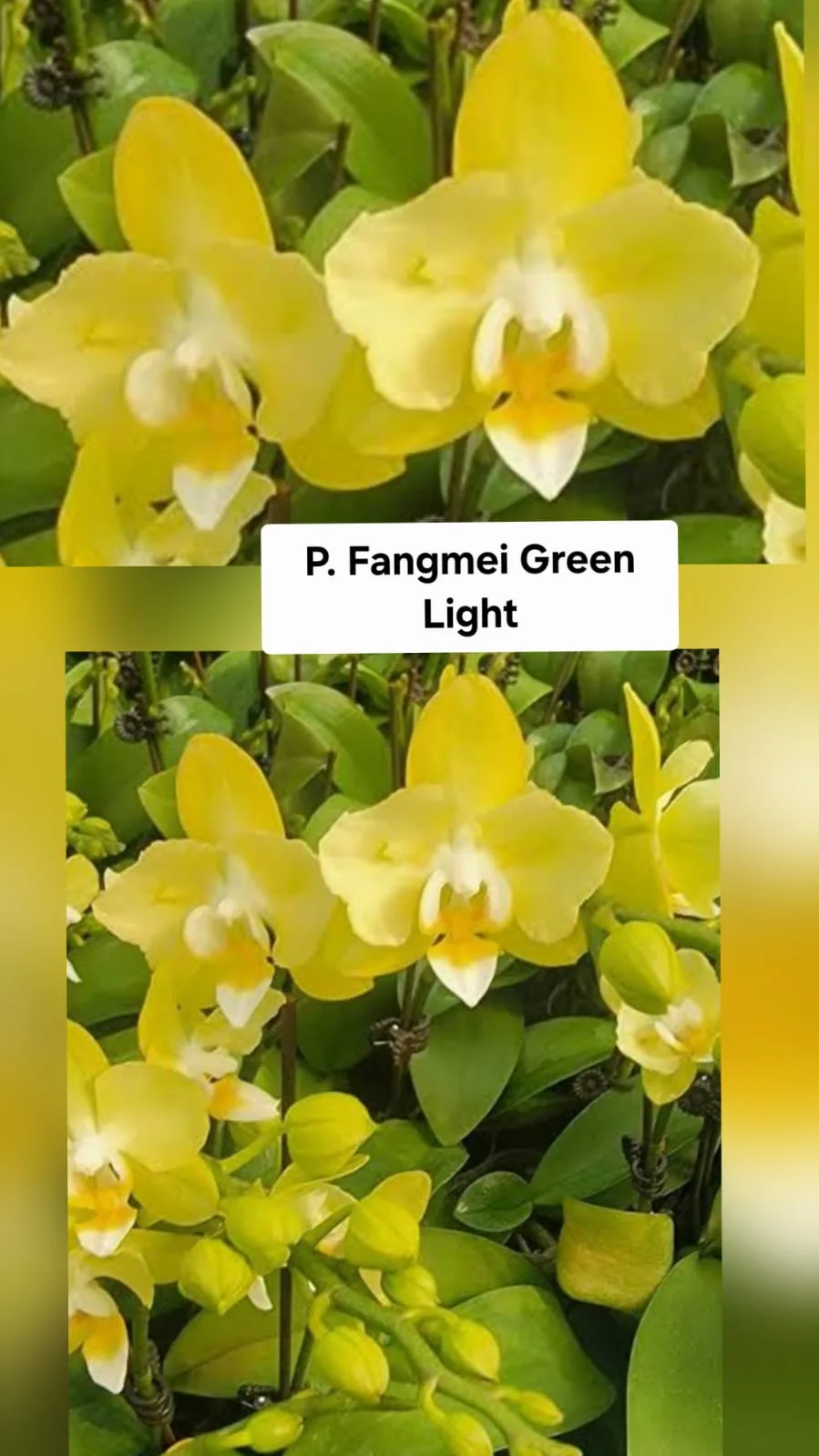 P. Fangmei Green Light