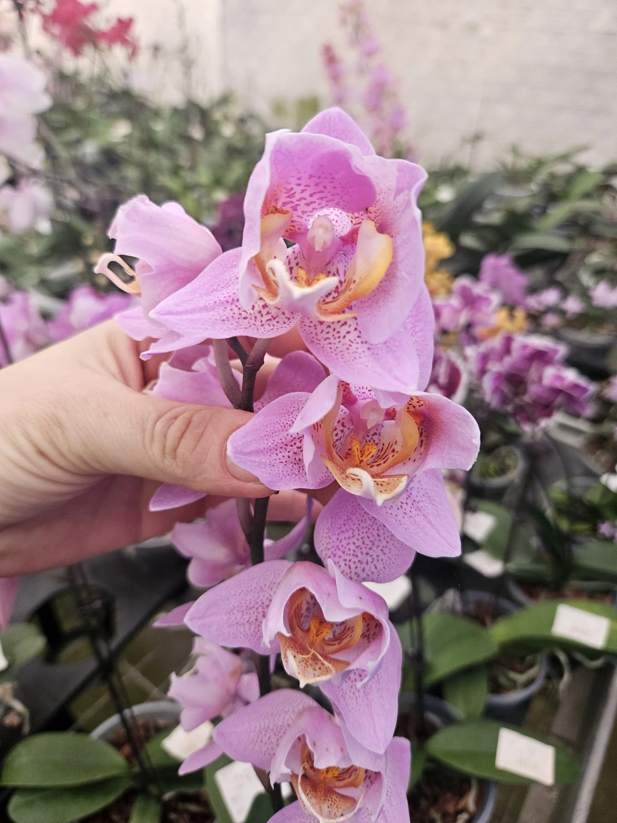 Pastel Lila Noktalı Mini Phalaenopsis – Şelale Form